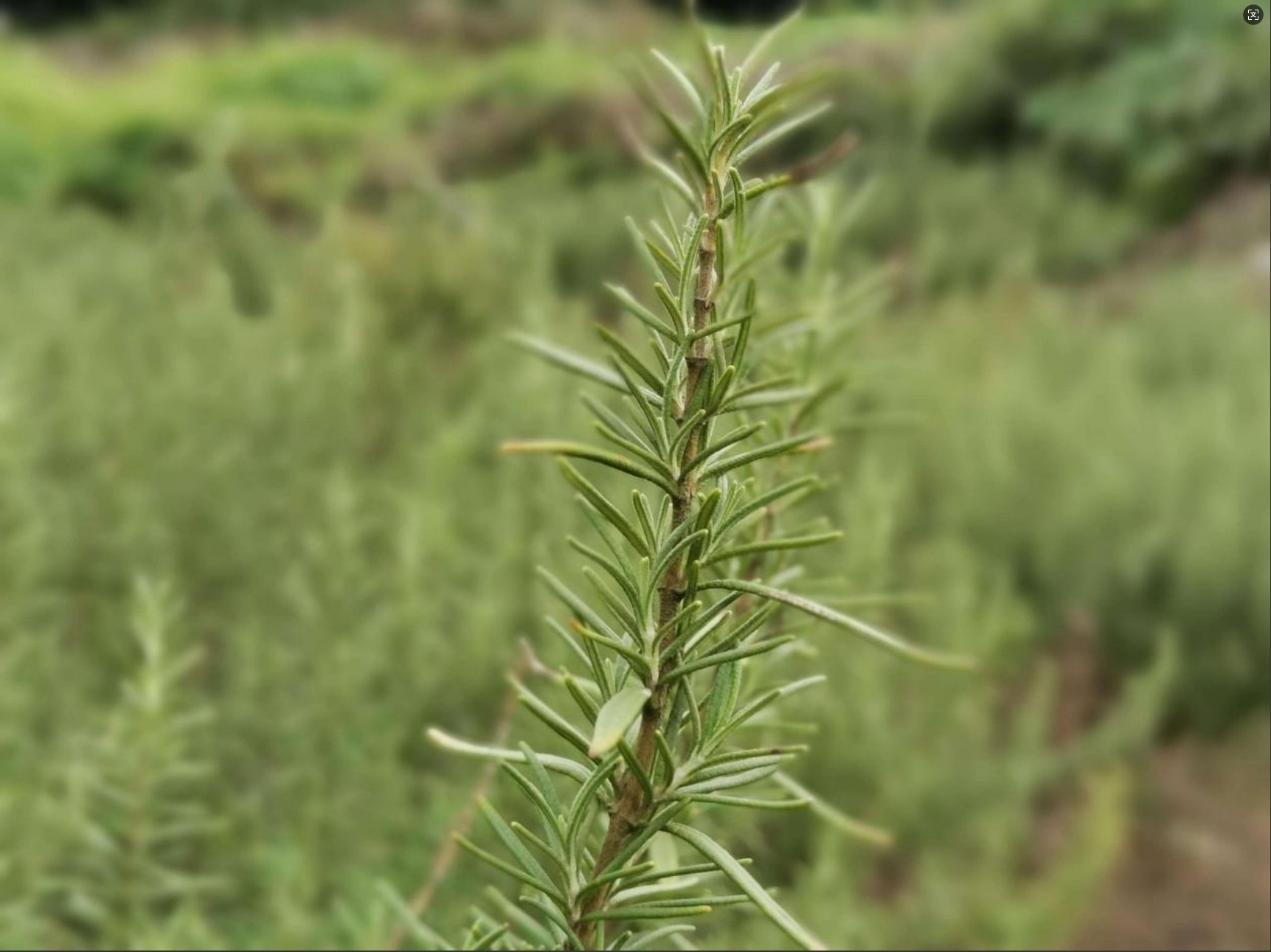 科普丨迷迭香纯露的化学成分分析